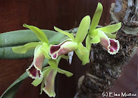 Cattleya Luteola