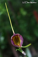 Masdevallia Echo