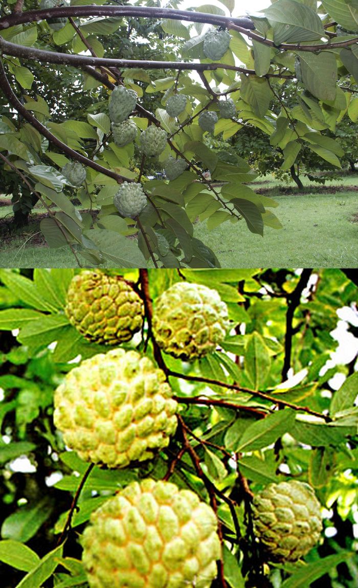 Raghu's column! It's Custard Apple season!