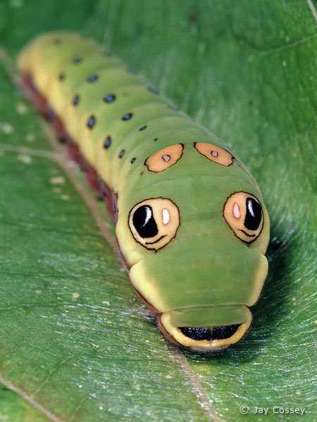 swallowtail caterpillars
