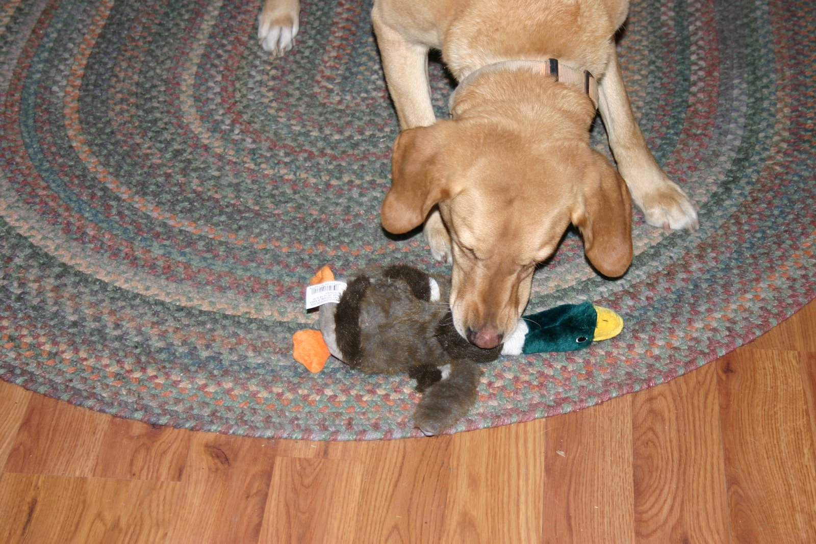 [Mattie+with+duck5.JPG]