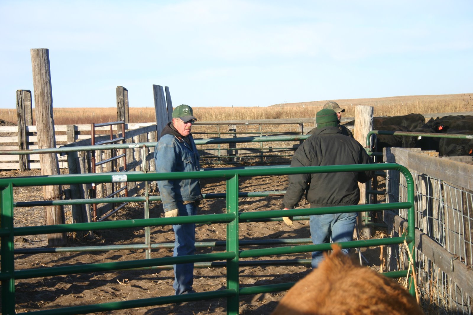 [2007+Cattle6.JPG]