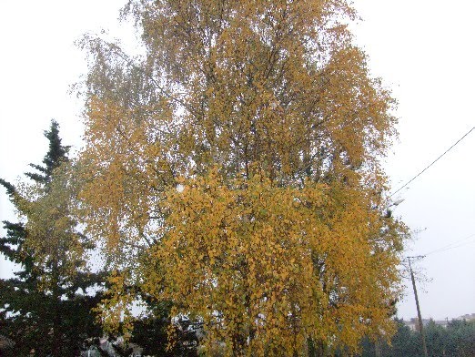 Passionnement Jardin Potees D Automne