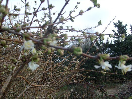 A Corner Of France Lonicera Fragrantissima Planting Flowers