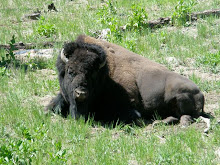 Yellowstone Buffalo