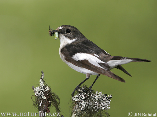 [pied-flycatcher-45123.jpg]