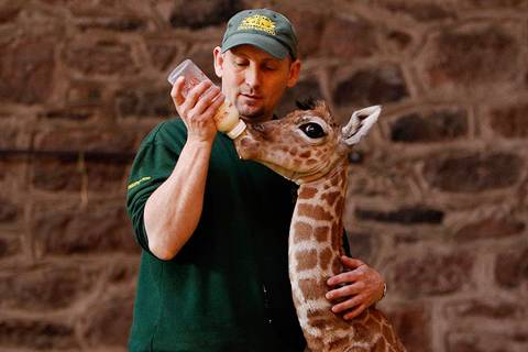 [Baby-Giraffe-06.jpg]