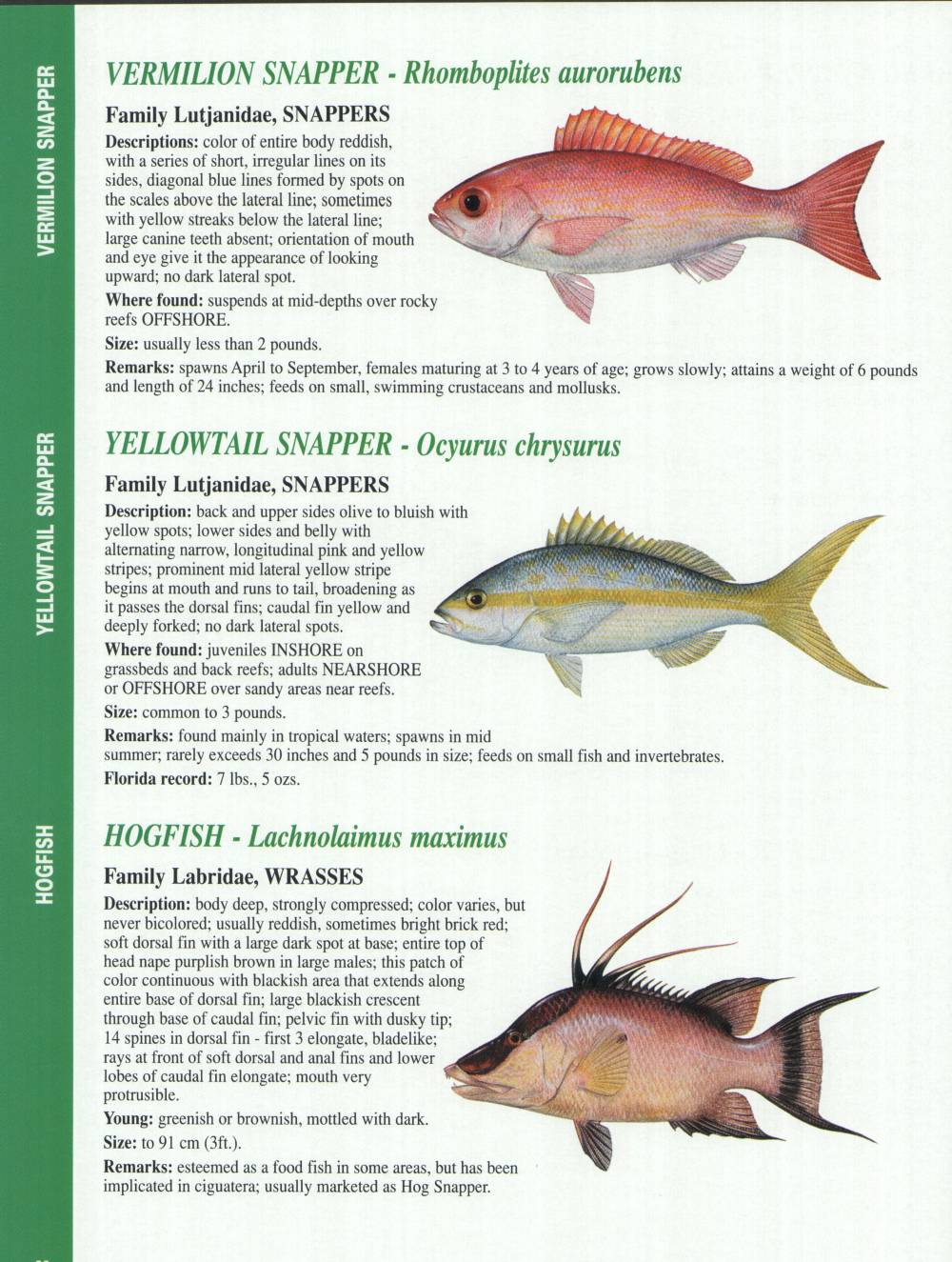 crystal river fishing report florida gulf fish florida saltwater fish species chart