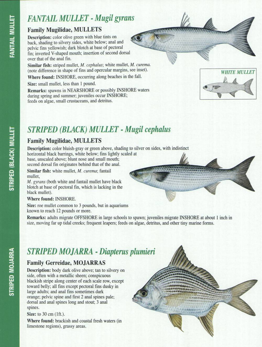 Crystal River Fishing Report Florida Gulf Fish Identification Charts