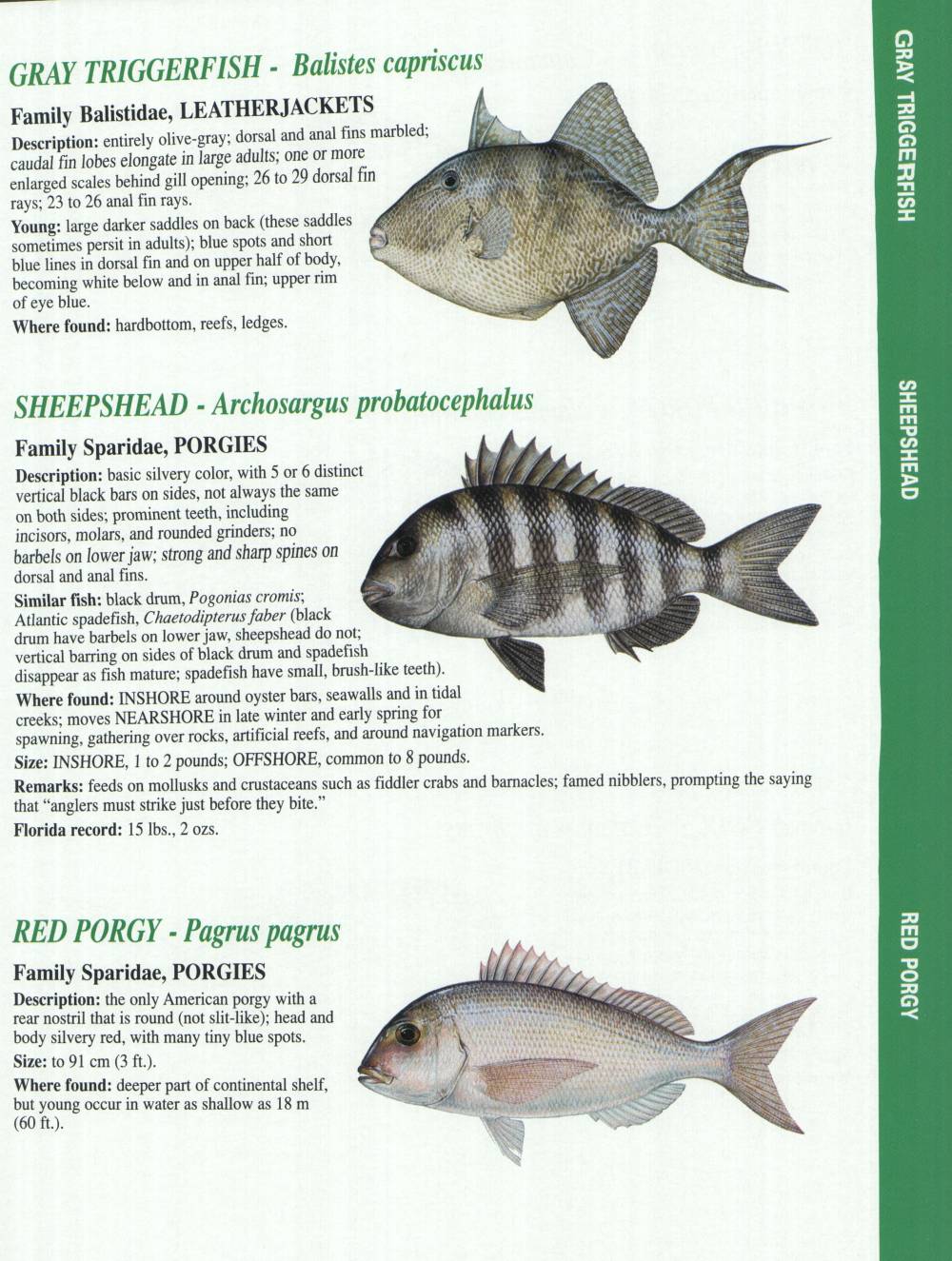 Florida Fish Chart