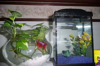 Nyanyian Angin Ikan Laga