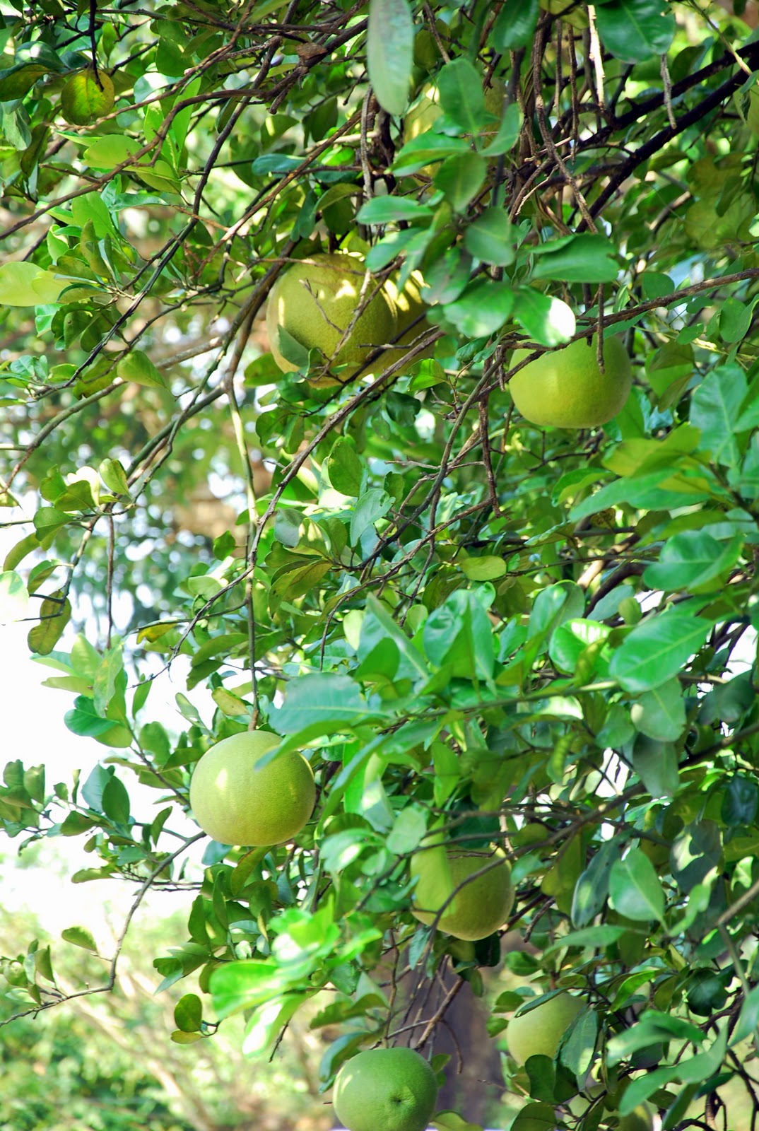 Suha Fruit