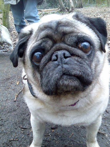 pug rescue okc pug names photograph bound pug rescue and adoption of pug rescue okc pug names photograph bound pug rescue and adoption of