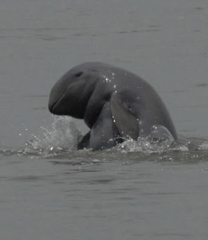 Mekong+dolphin+population