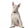 bull terrier blanc