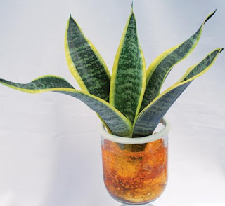 Sansevieria Community Sansevieria Dalam Gel