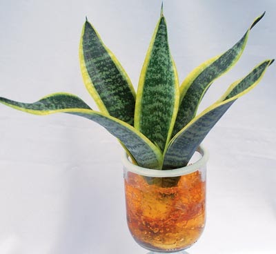 Sansevieria Community Sansevieria Dalam Gel