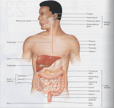 blank digestive system diagram kids. lank digestive system diagram