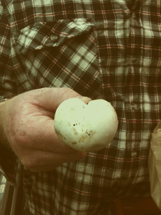 heart shaped mushroom