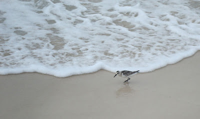 sandpiper closeup