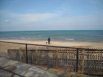 Dog Beach Chicago