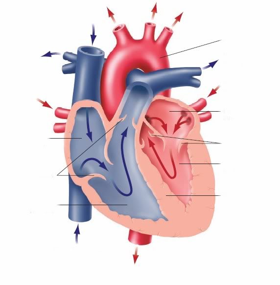 Homeschooling Free: The Heart 2