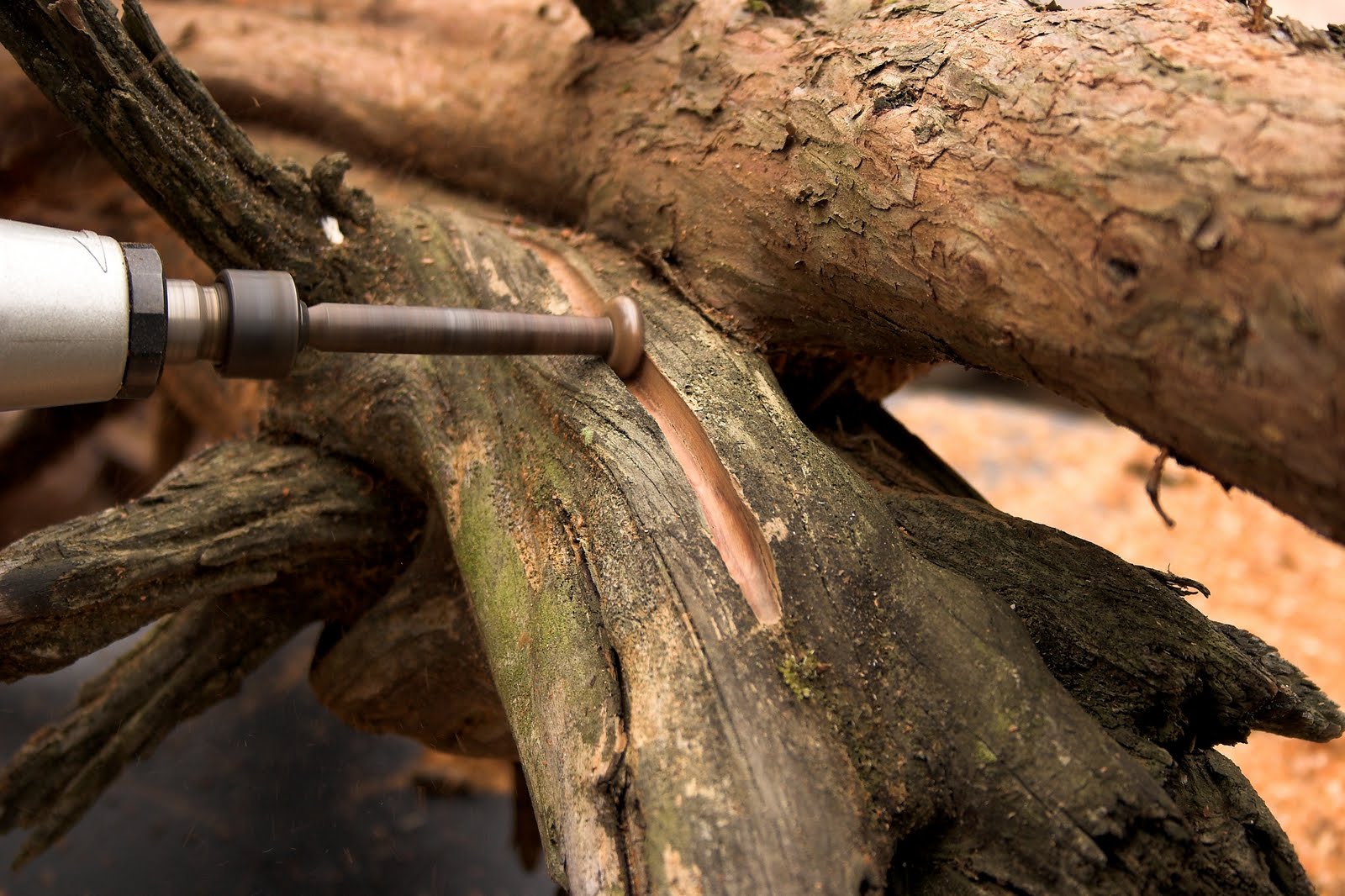 The stump with finished drilling.