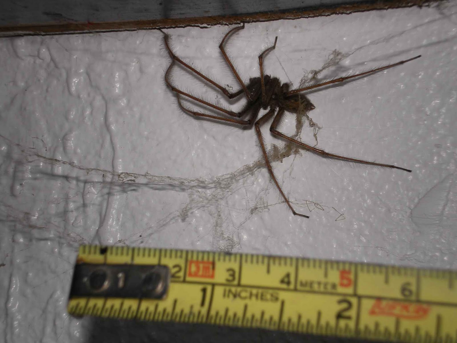 Hillingdon Wildlife: Monster spider