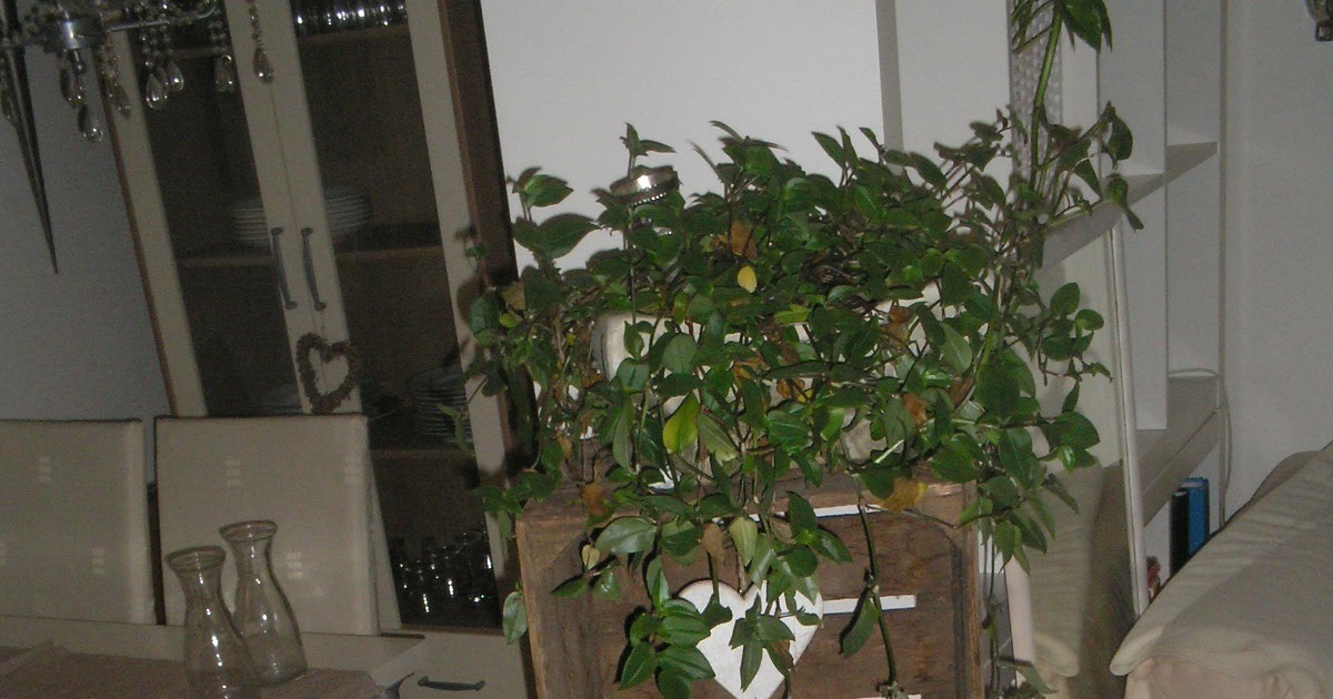 Ein Traum von Shabby Chic: Immer wieder diese Kisten