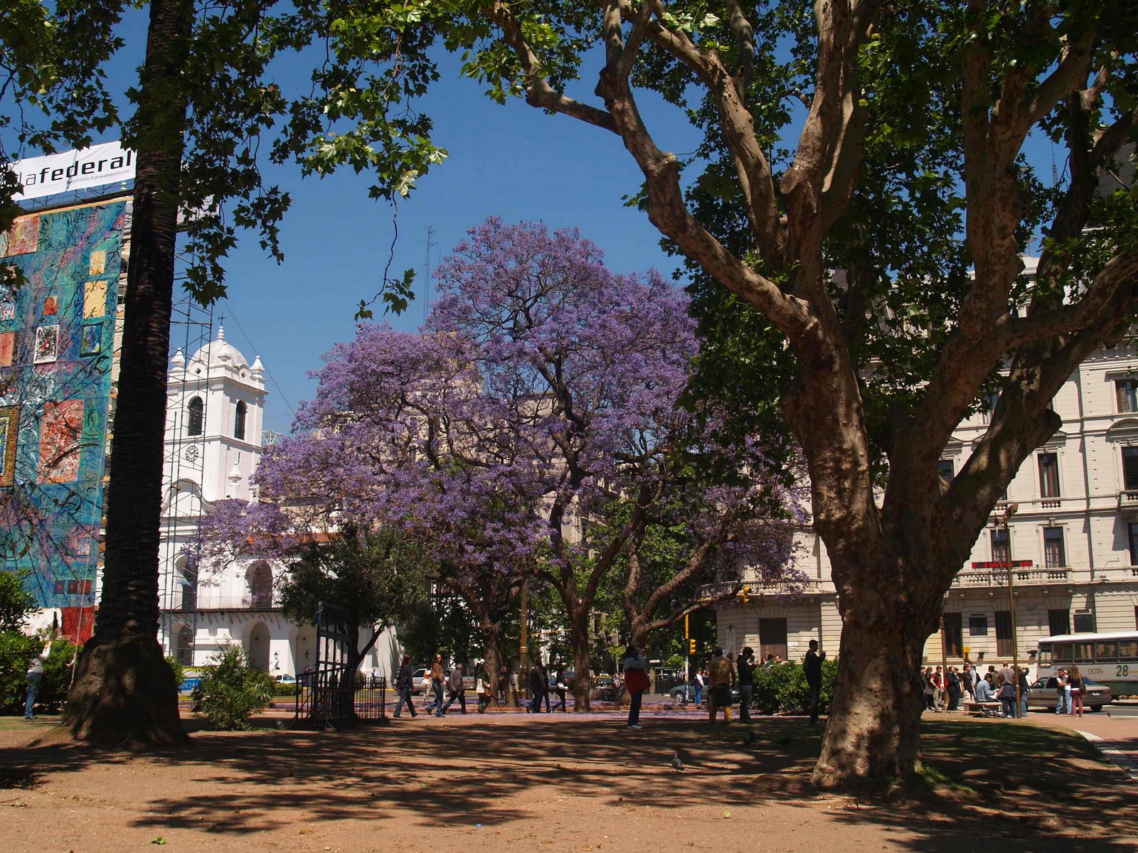 [jacaranda+en+buenos+aires.JPG]