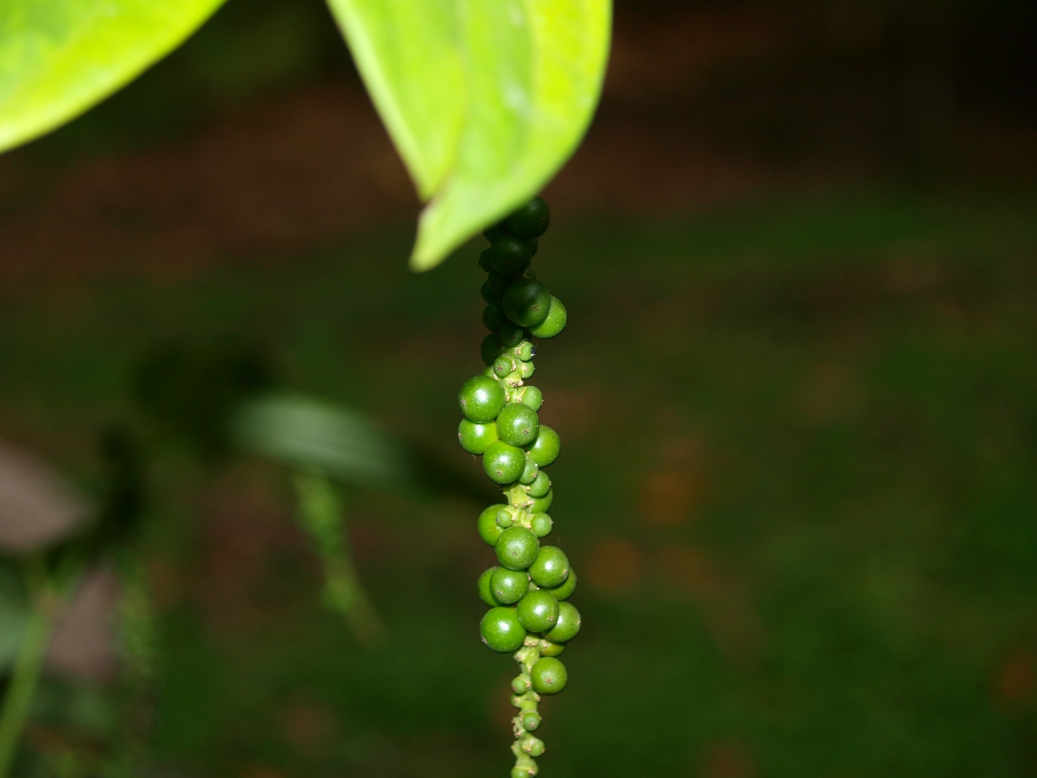 [P9061706.JPG]
