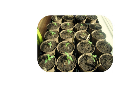 Growing thai peppers
