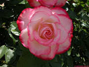 Un día llegó a mí una rosa. con toda su dulzura (flor rosa blanca roja meisponge jubile prince of monaco )