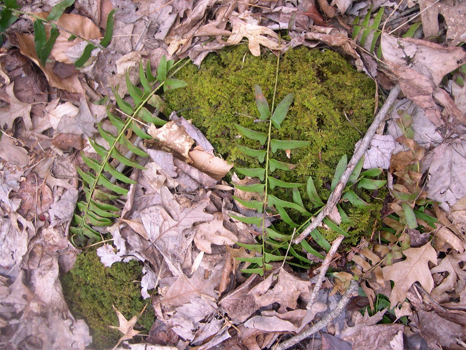 Artisan Clay Dead Man's Cave / Native Land