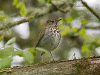 Hermit Thrush