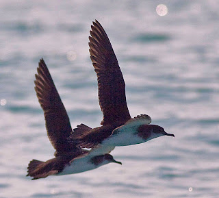 Manx Shearwater. Photo by Nick Hatch. Icy Bay, Alaska. August 4, 2009.