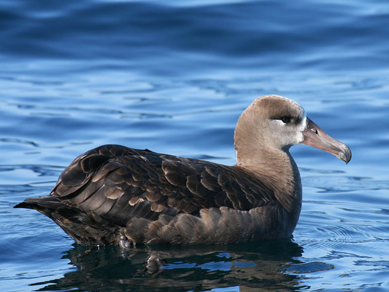 [black_footed_albatross.jpg]