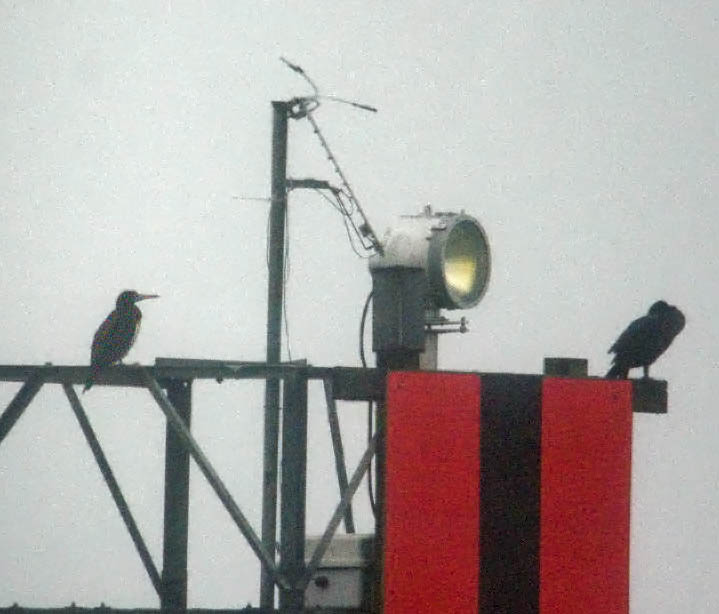 [Namitz+BRBO-coos.jpg]