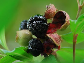Buah Letup