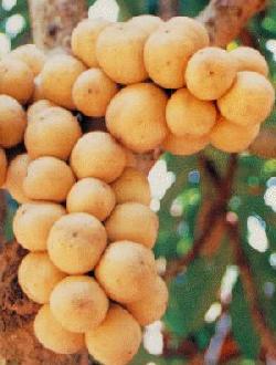 langsat.jpg (250×330)
