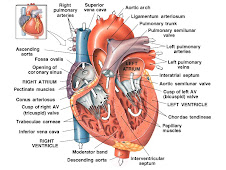 Cardium