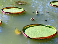 Lenda da Vitória Regia