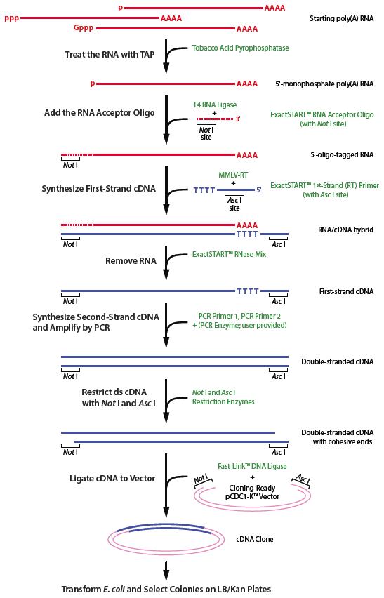 BIOSPROJECT cDNA dna complementare