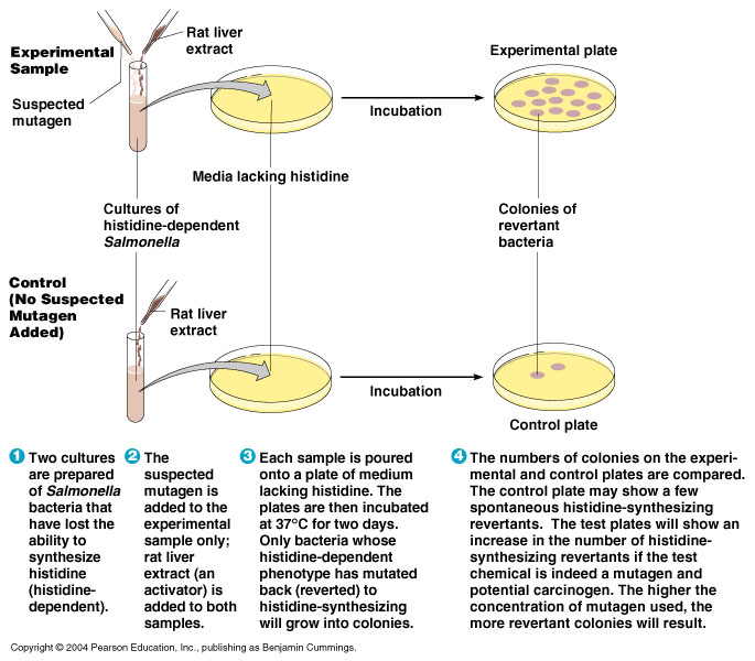 BIOSPROJECT IL TEST DI AMES