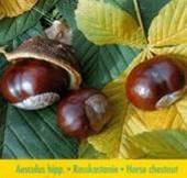 Horse Chestnut