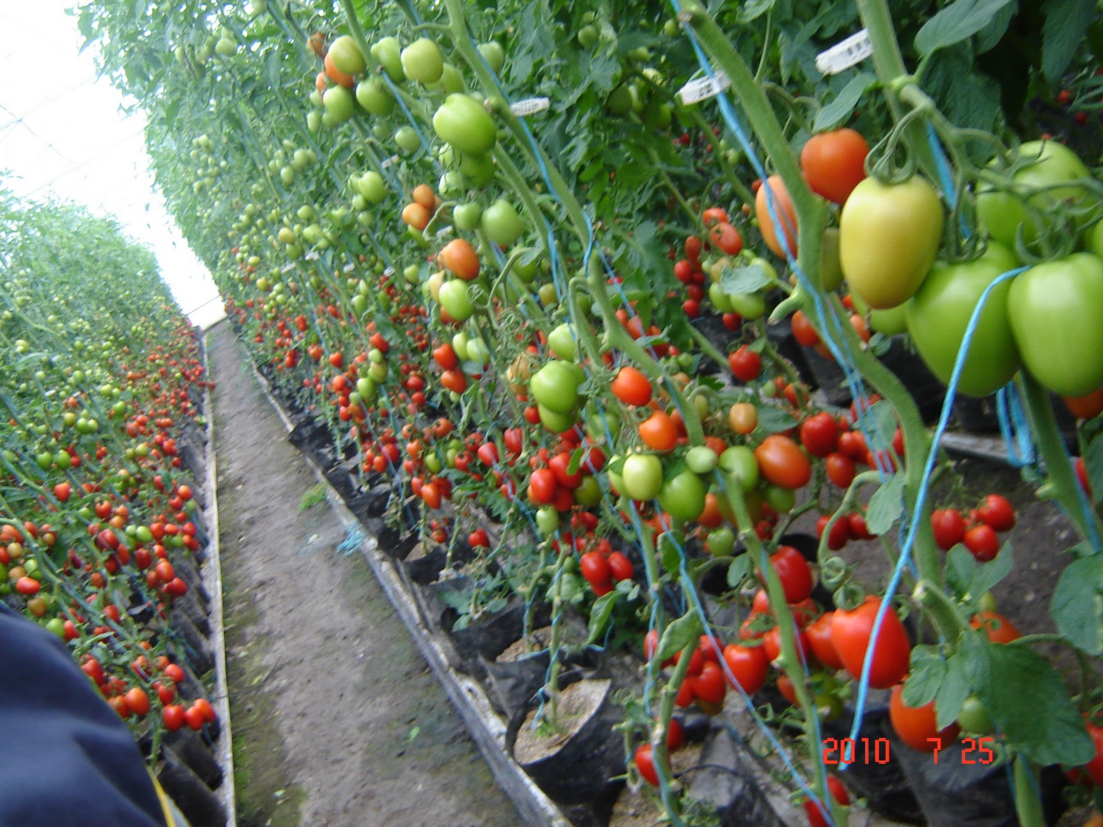 HIDROPONIA CULTIVO hidroponia cultivo: