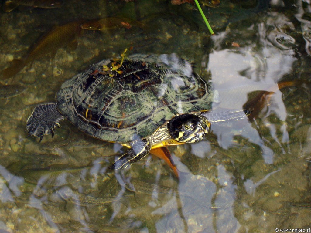 [terme_smarjeske_toplice_3.jpg]