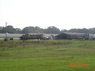 After about 63 days the processing company comes to take away the chickens.