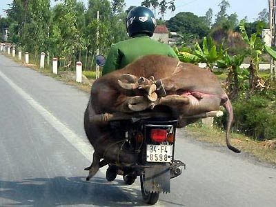 Vietnam, Transportation, Bicycle, Motorcyle, Tricycle, water buffalo