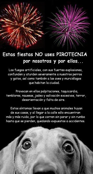 perros perros